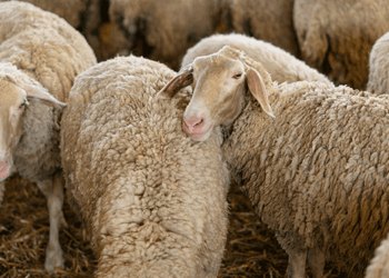 Πανώλη Αιγοπροβάτων: Καταστροφή για τους Κτηνοτρόφους της Αιτωλοακαρνανίας και οι Επιπτώσεις στο Κρέας