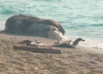 Λευκάδα: Τι Συμβαίνει με τα Νεκρά Ζώα που Ξεβράζει η Θάλασσα;