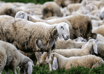 Κώστας Τσιάρας: Σύντομα το Τέλος της Πανώλης των Μικρών Μηρυκαστικών στην Ελλάδα 🇬🇷