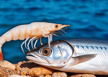 Αμβρακικός Κόλπος: Η Γαρίδα και η Σαρδέλα Καθοδόν για Αναγνώριση ΠΟΠ