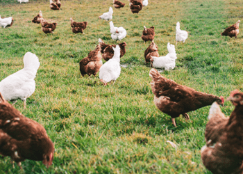 Πόσα Ζώα Μπορείτε να Έχετε; Νέες Ρυθμίσεις στην Αιτωλοακαρνανία