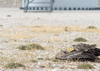 Θάνατος Όρνιου στα Ακαρνανικά Όρη: Το Κόστος της Ανάπτυξης Χωρίς Μέτρα Προστασίας