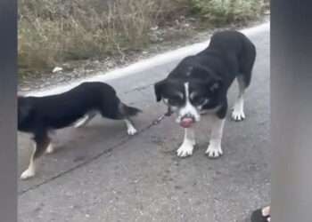 Ιερέας Λευκάδας: «Δεν Υπήρξε Κακοποίηση» – Τι Λέει ο Δικηγόρος του