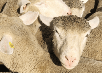 Πανώλη Αιγοπροβάτων: Τρέχουσες Οδηγίες και Μέτρα για Ασφαλείς Μετακινήσεις