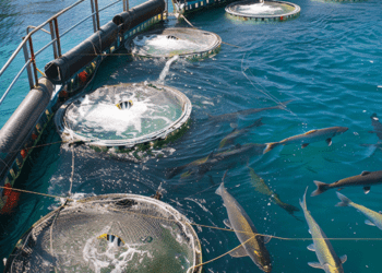 Avramar: Η Τελευταία Ευκαιρία για Σωτηρία, Στα Χέρια των Τραπεζών