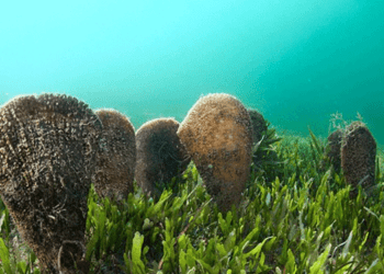 Αμβρακικός Κόλπος: Τελευταίο Καταφύγιο για την Απειλούμενη Πίννα