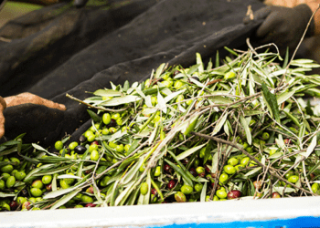 Ελαιόλαδο: Ανάκαμψη της Κατανάλωσης και Σταθεροποίηση των Τιμών