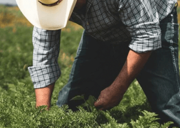 Απάτες με αγροτικές επιδοτήσεις: 100 κατηγορούμενοι