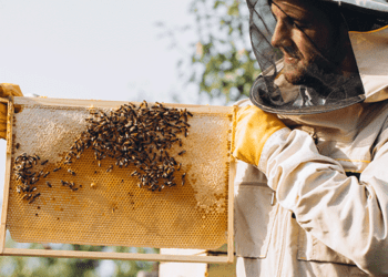 Τέσσερις δράσεις στήριξης για τους Έλληνες μελισσοκόμους – Αιτήσεις έως Ιούνιο 2025